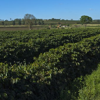 Coffee plantation rows in Altinópolis, Brazil