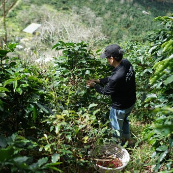 Coffee farmer harvesting cherries on a hillside plantation in Colombia